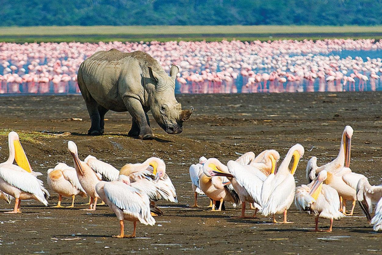 5-Day Masai Mara & Lake Nakuru Safari