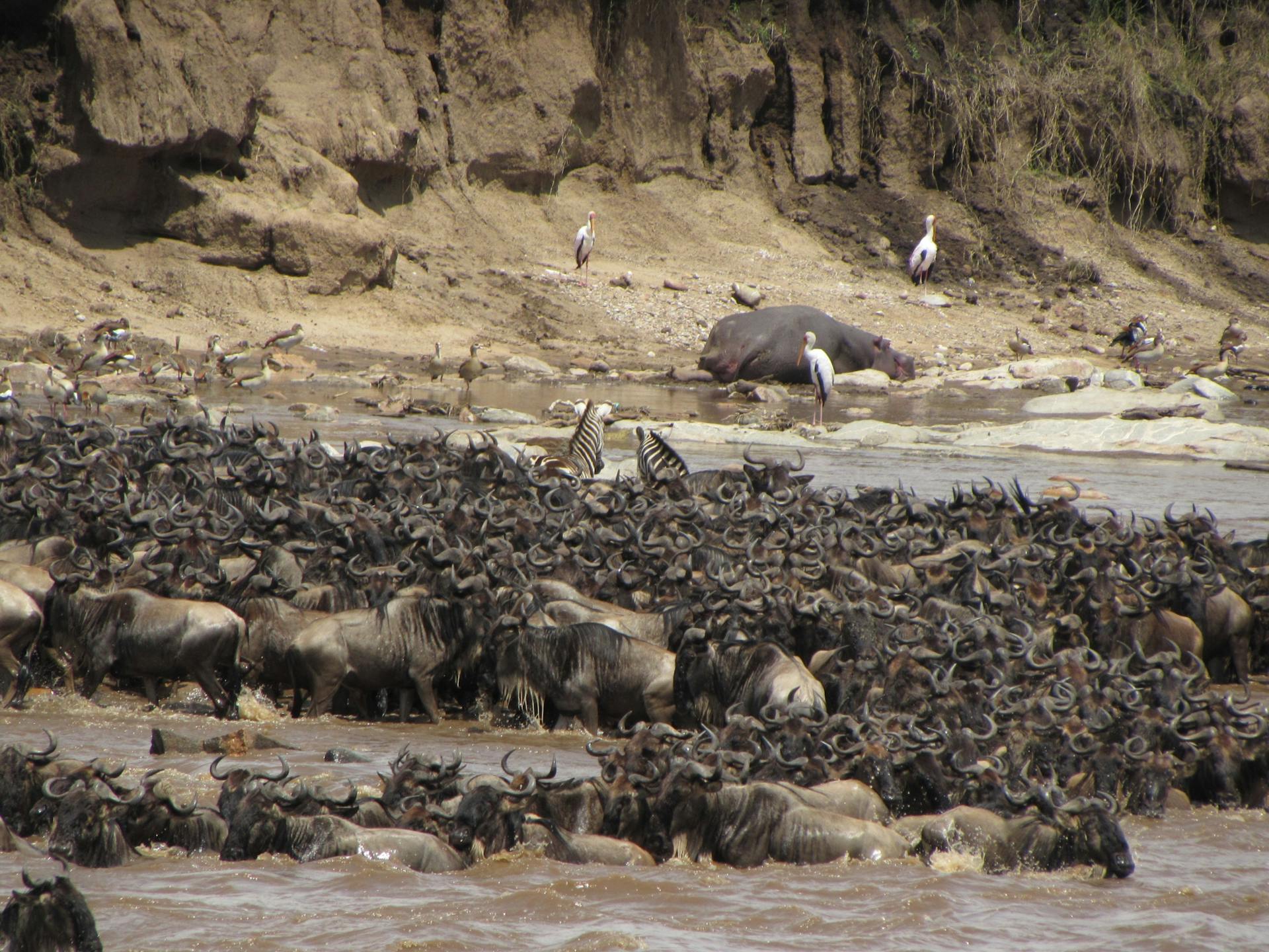 Great Migration Tracking