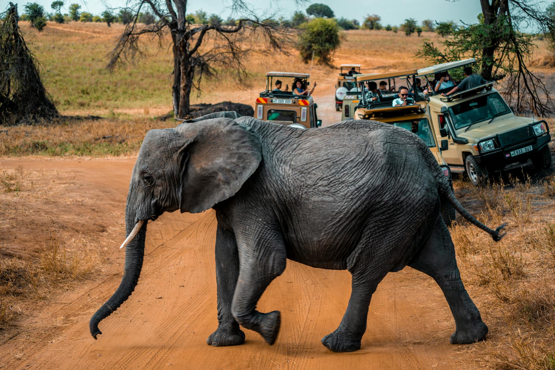 7-Day Masai Mara - Lake Nakuru - Amboseli Safari