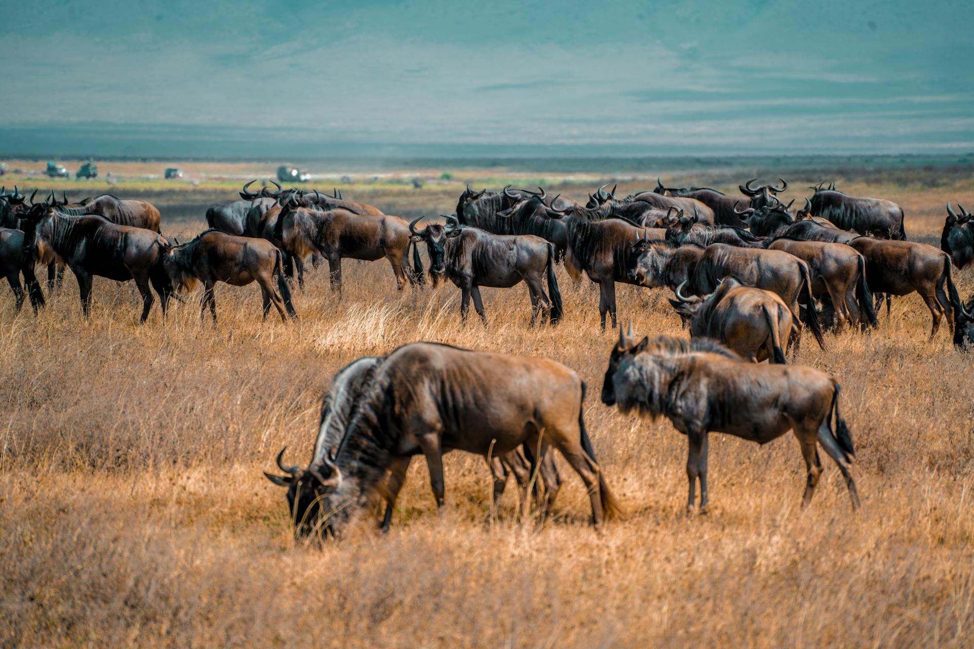 East Africa