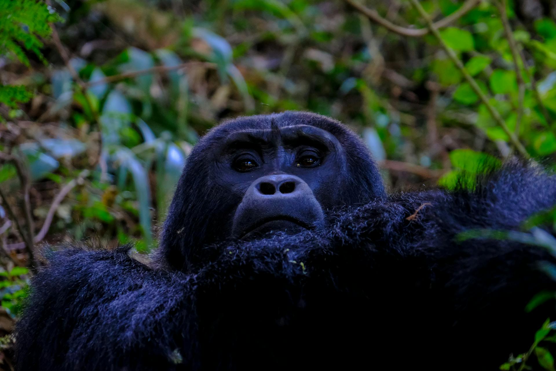Gorilla & Primate Trekking