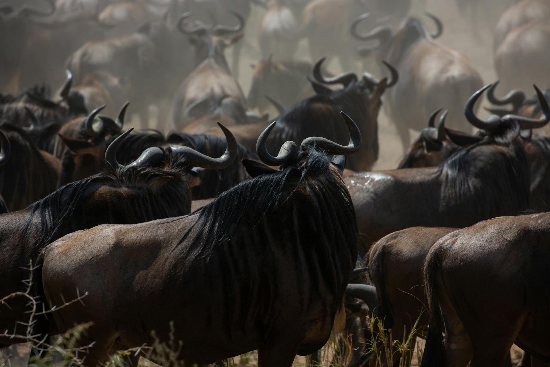 7-Day Luxury Great Migration Safari: The Maasai Mara Experience